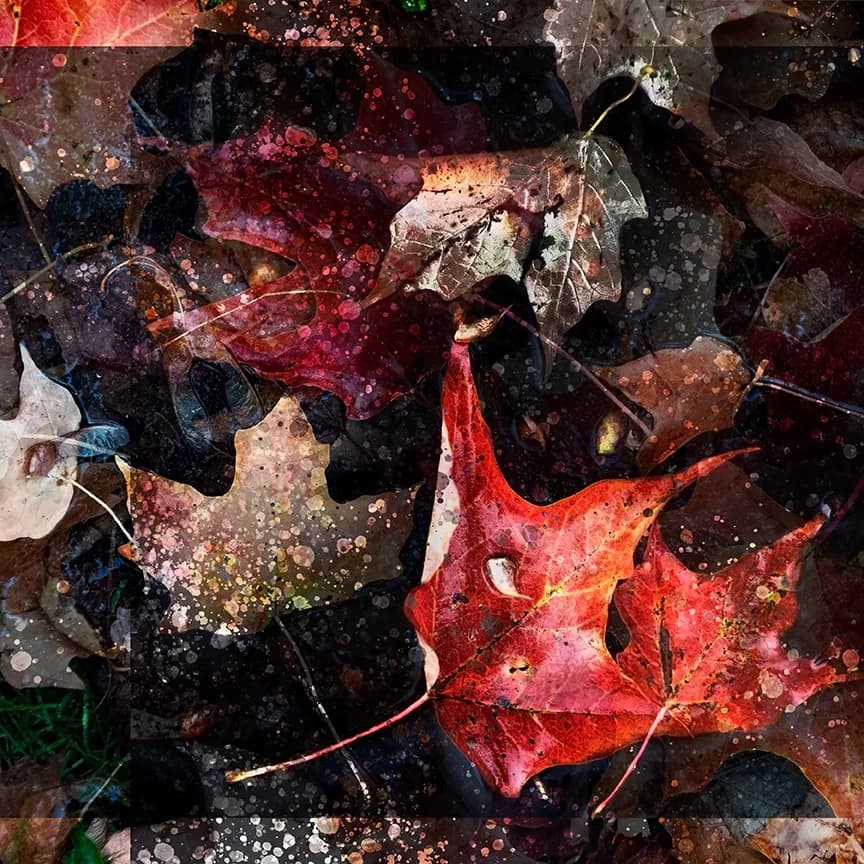 Whispers of Autumn: A Tapestry of Fallen Leaves