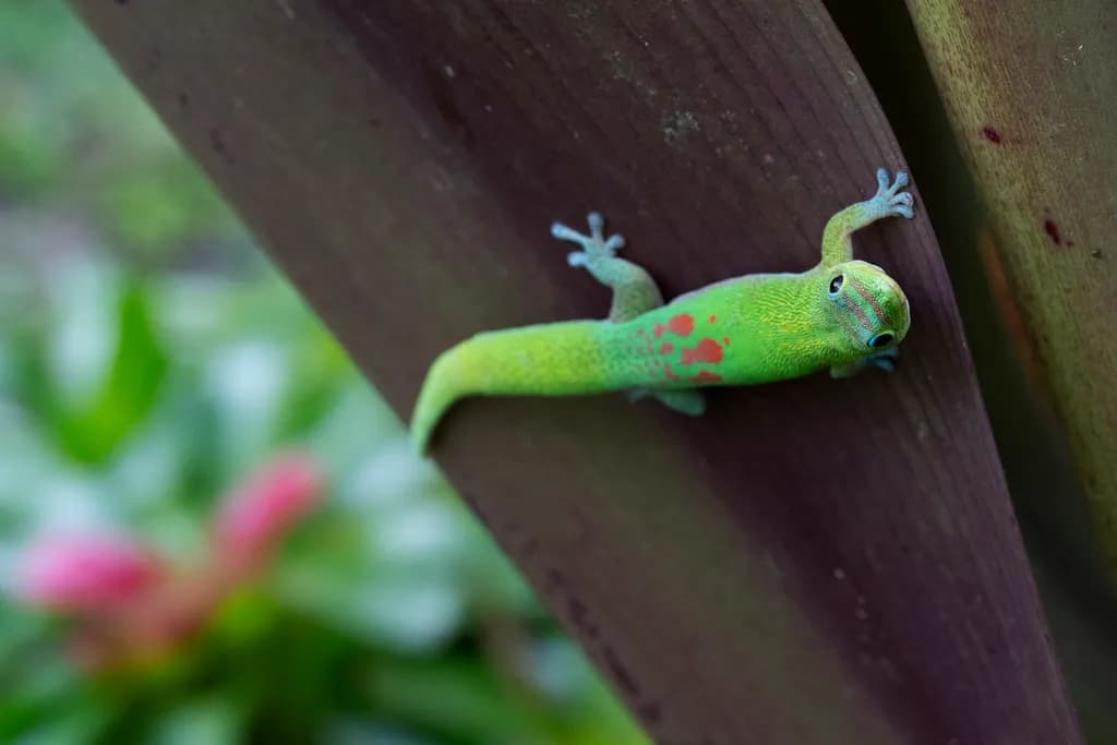 Sunlit Gecko
