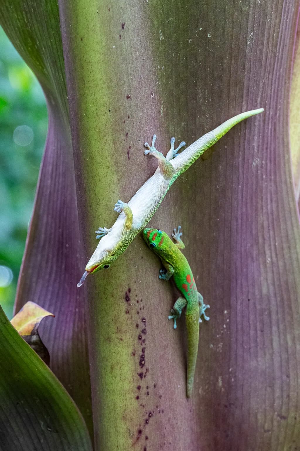 Colorful Companions