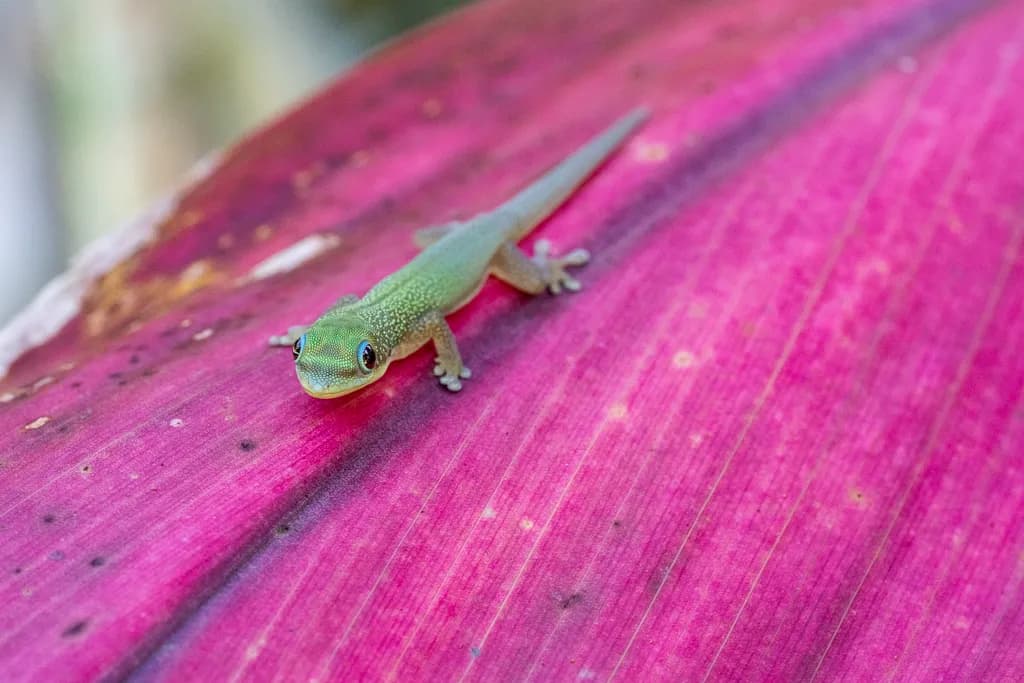Green Gecko Contrast