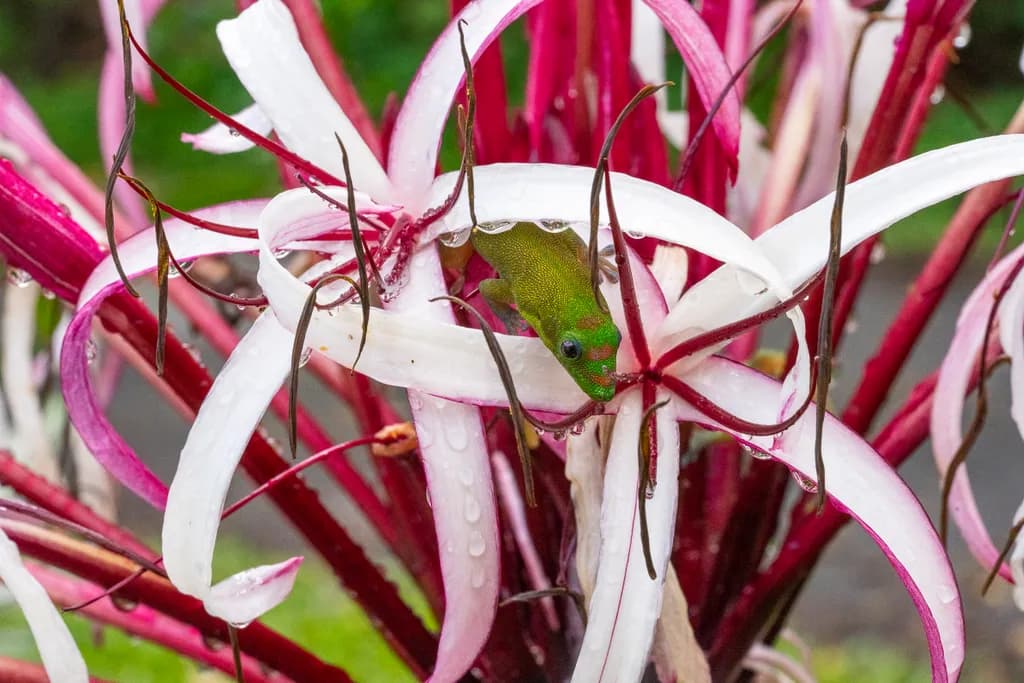 Hidden Perch