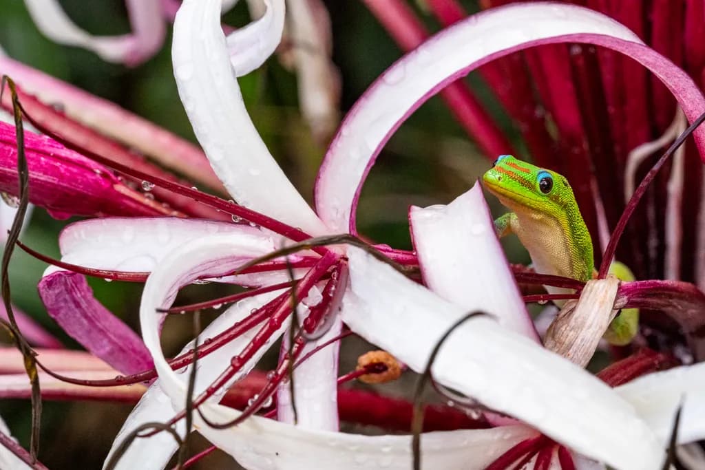 Rain-Kissed Gecko
