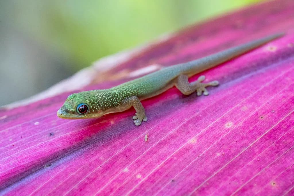 Green Gecko on Magenta Leaf