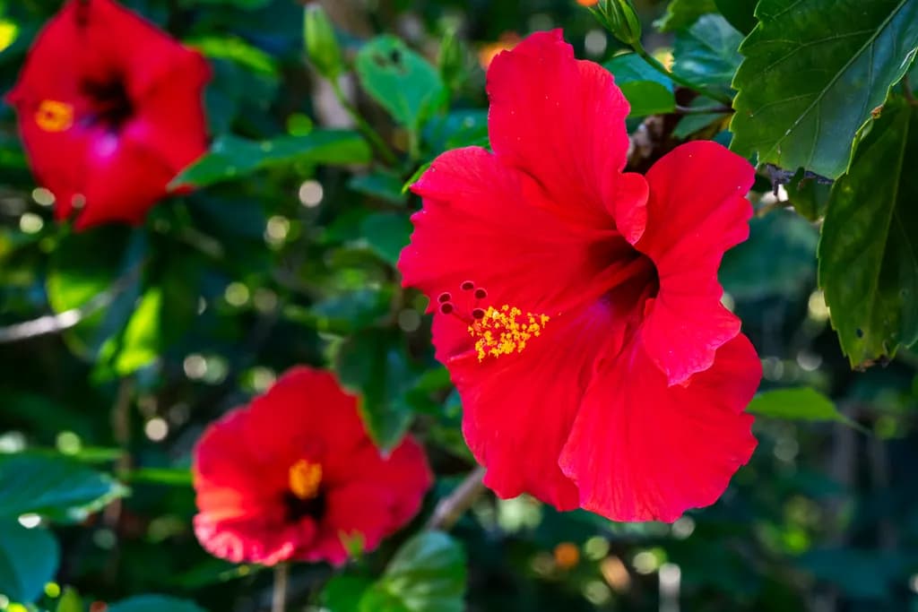 Radiant Hibiscus Bloom