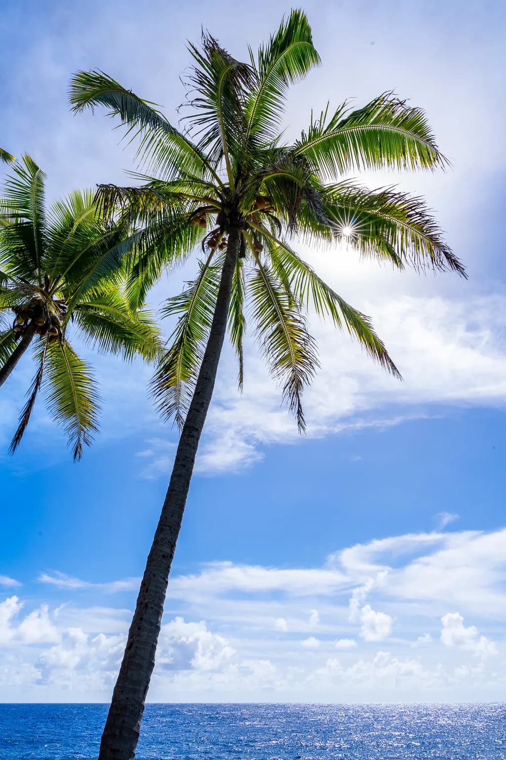 Sunlit Palm Breeze