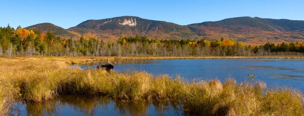 Autumn Serenity: A Majestic Moose by the Tranquil Lake
