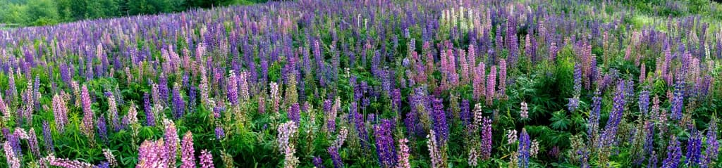 Vibrant Symphony: A Colorful Field of Blossoming Lupines in Nature's Embrace