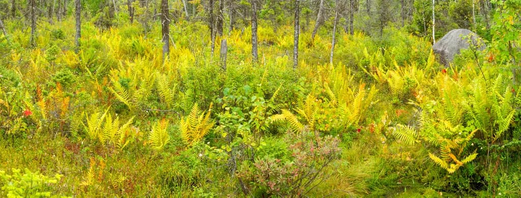 Whispers of Autumn: A Vibrant Tapestry of Ferns and Foliage in Nature's Embrace