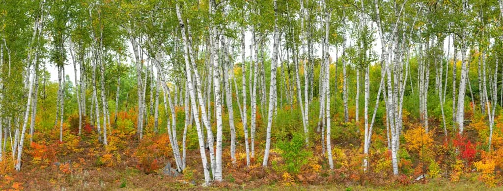 Whispers of Autumn: A Serene Birch Grove in Vibrant Color