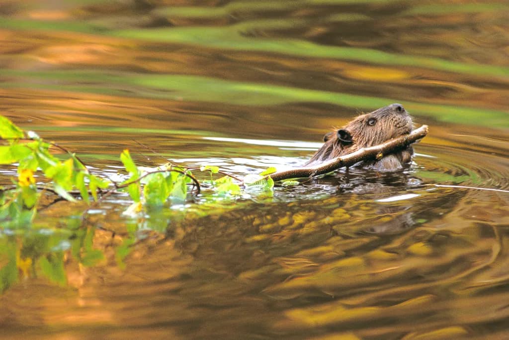 Beaver's Journey: A Serene Swim Through Autumn Reflections