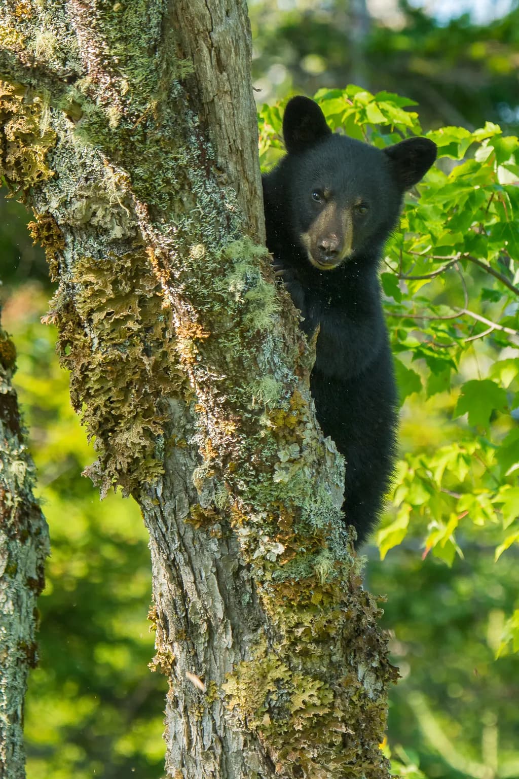 Whimsical Wanderer: A Black Bear's Tree-top Adventure