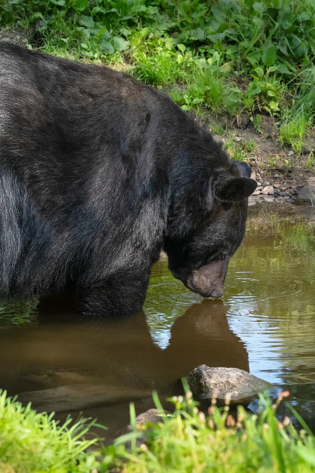 Gentle Reflections: A Black Bear's Moment by the Water