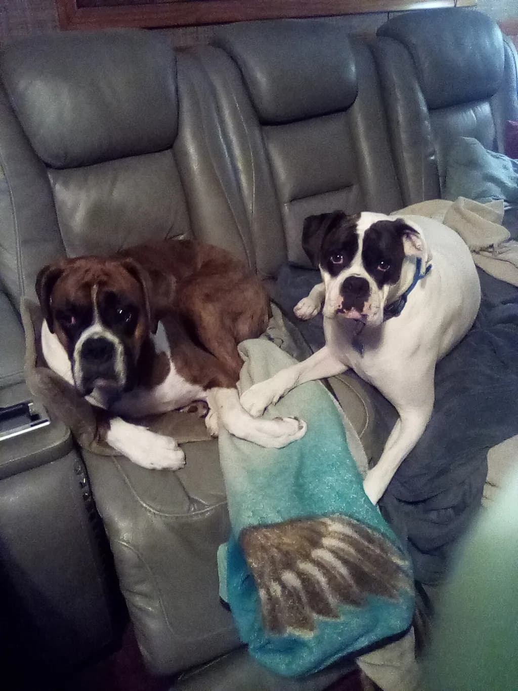 Boxer Companions
