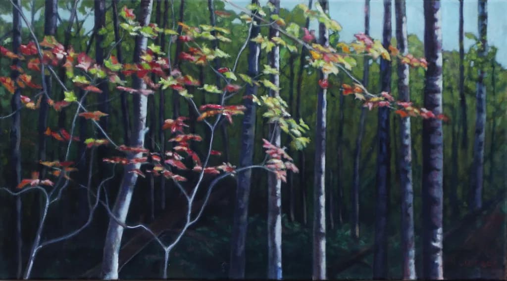 Sunlight on Forest Leaves