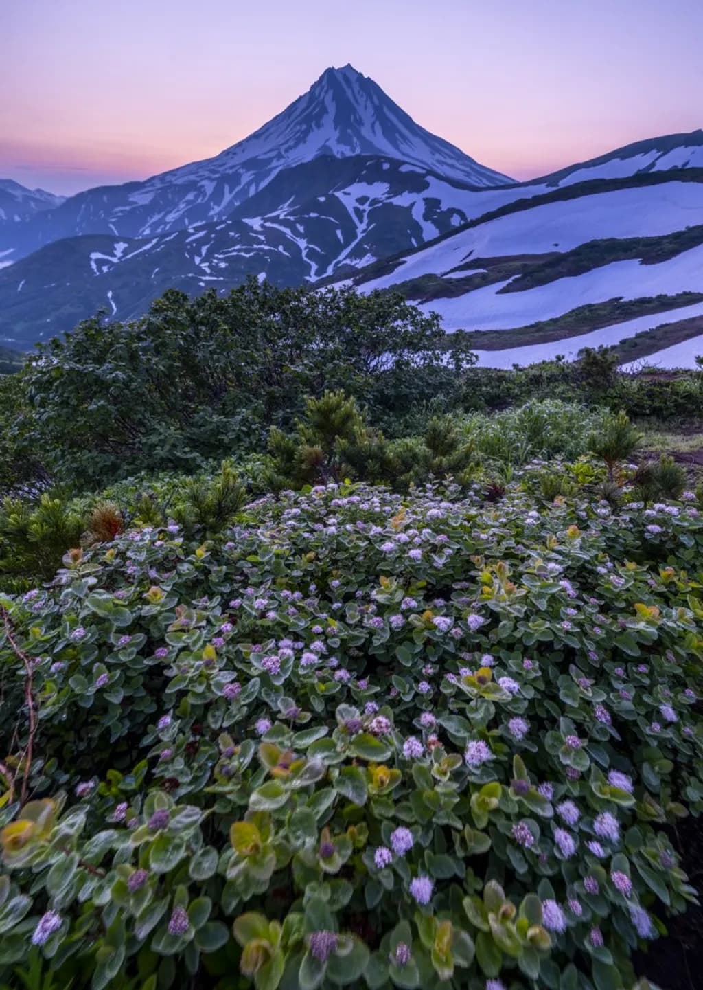 Russia Mountain Blooms
