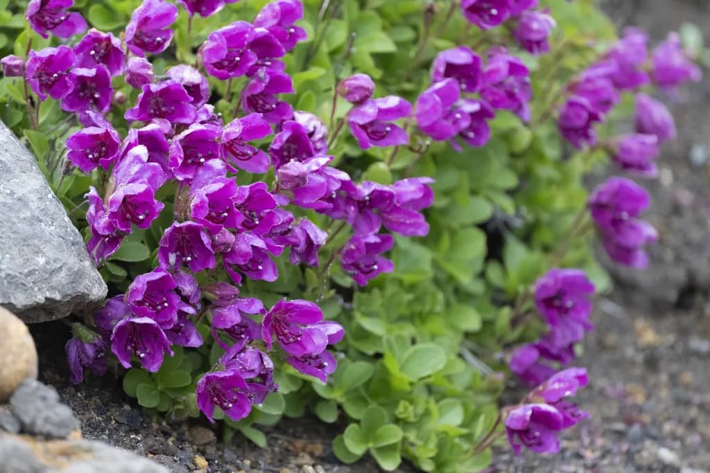 Russia Alpine Flowers