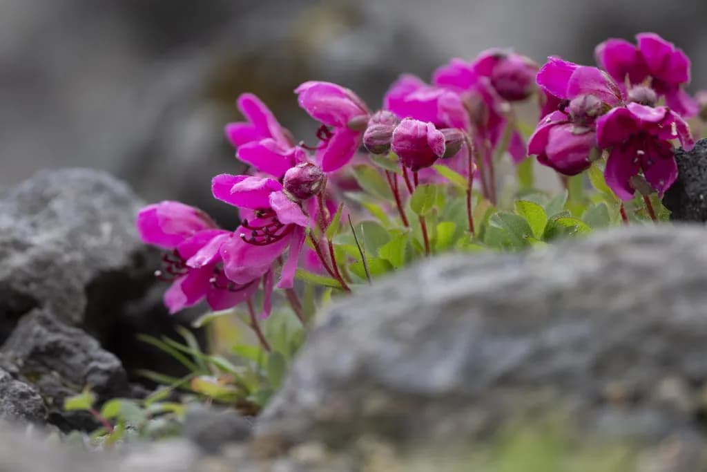 Pink Flowers of Russia