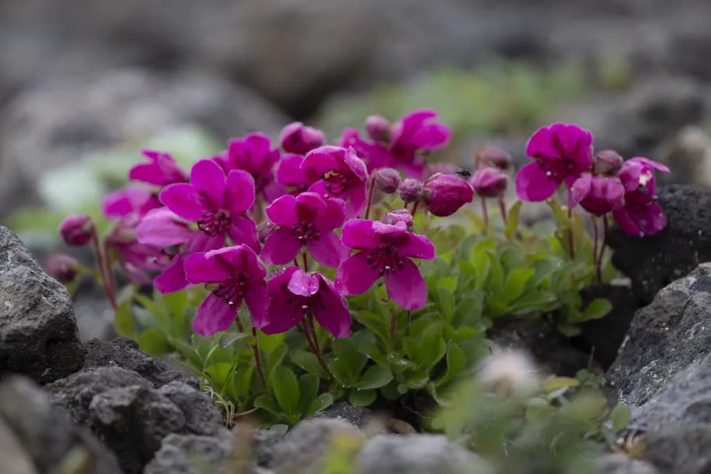 Russia’s Magenta Rock Flowers