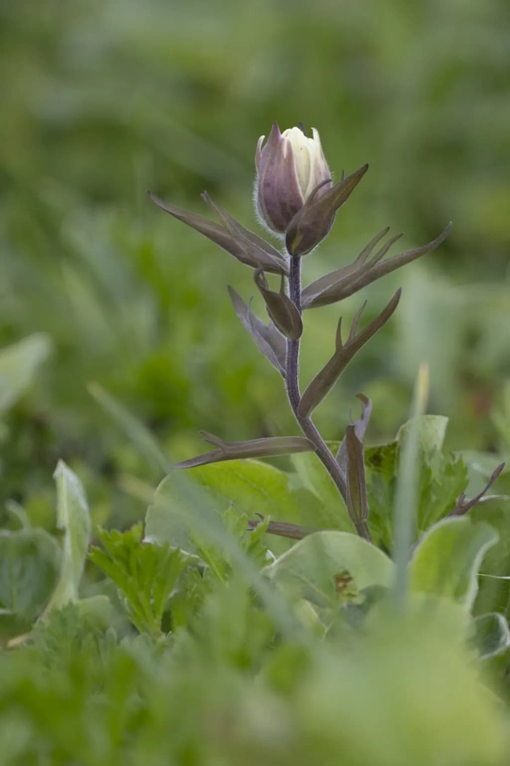 Russian Purple Flowerbud