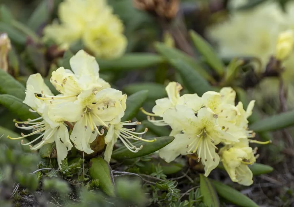 Russian Yellow Rhododendrons