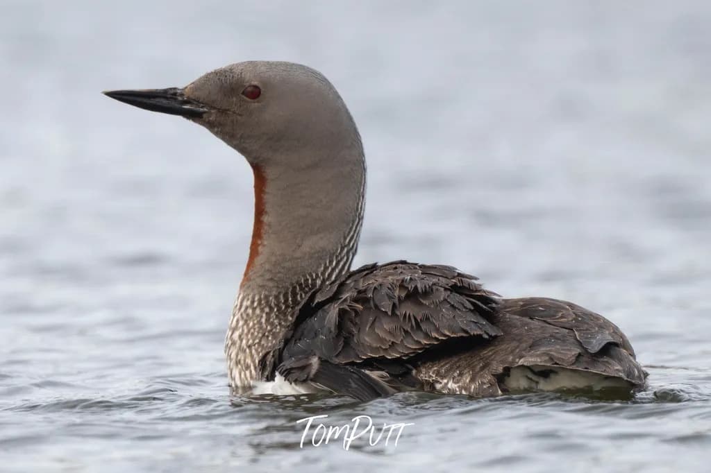 Iceland Highlands Loon