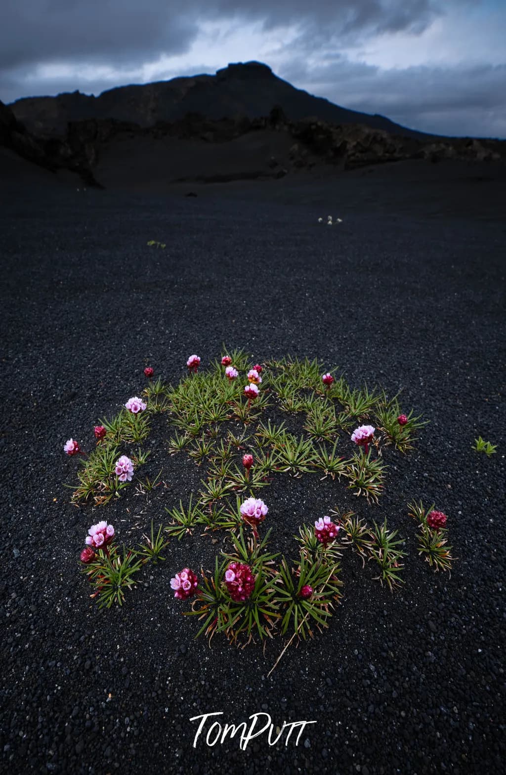 Iceland Highlands Wildflowers