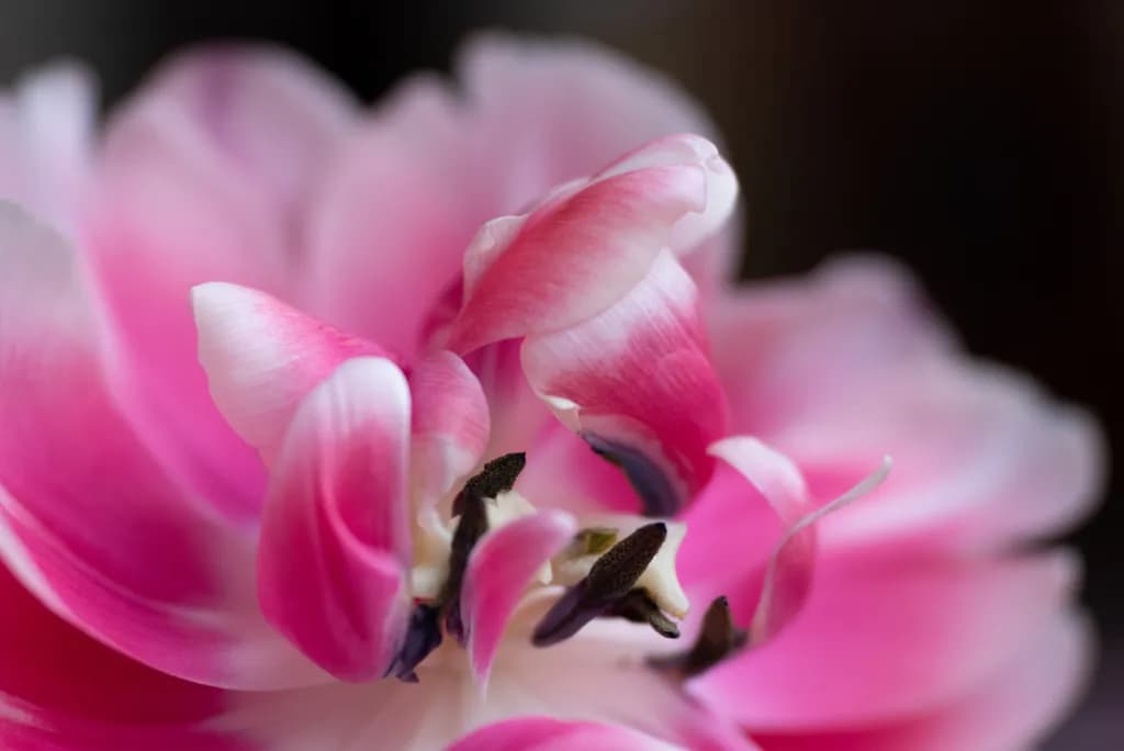 Whispers of Pink: A Macro Exploration of Floral Beauty