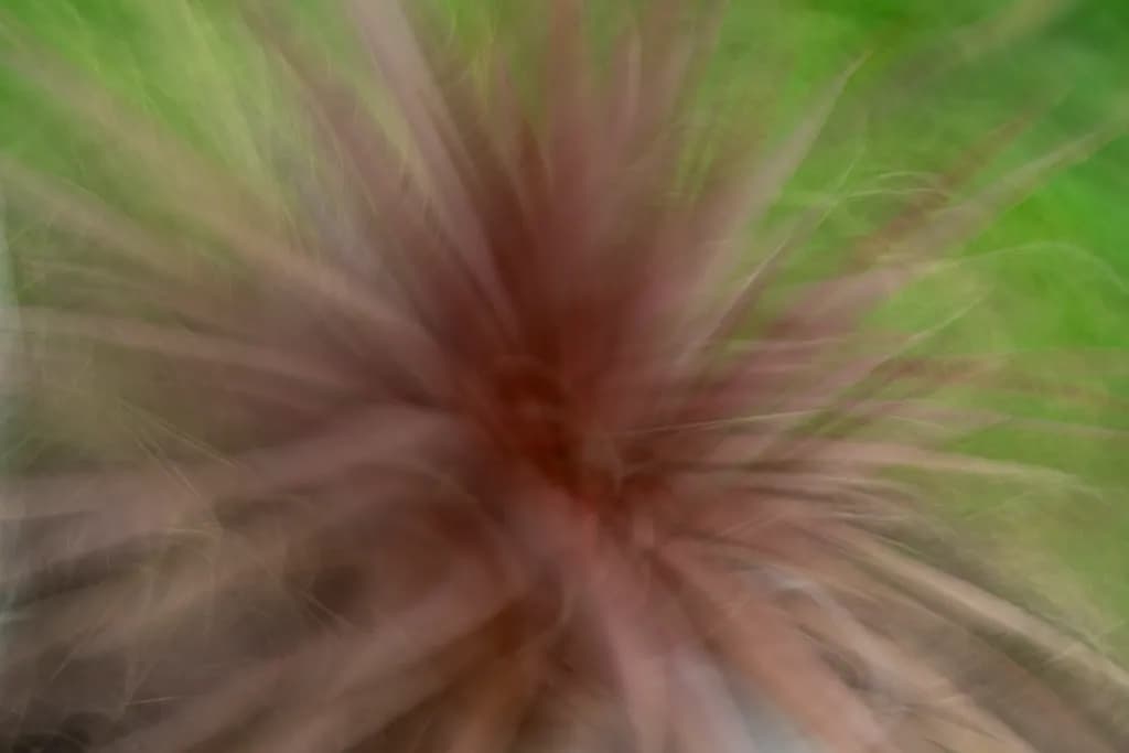 Yucca In Motion