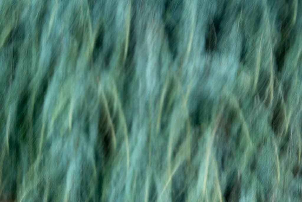Verdant Drift