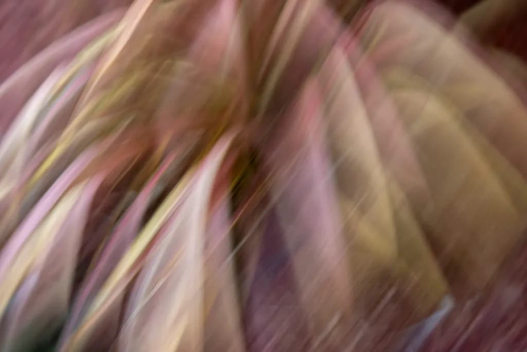 Whispers of a Garden