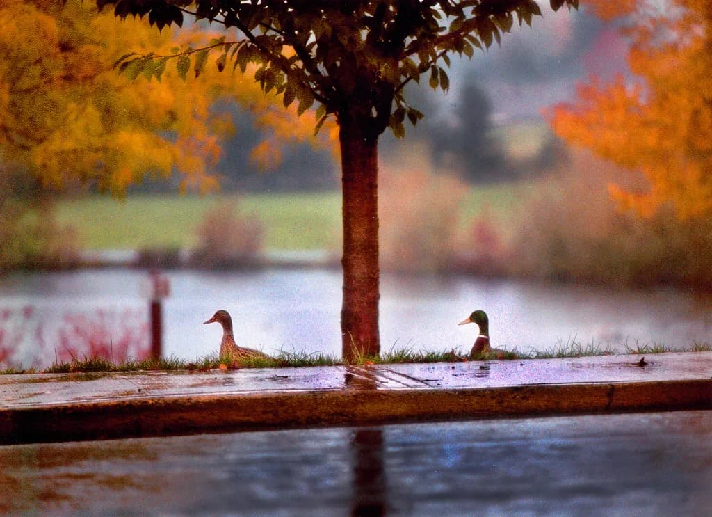 Autumn Ducks by the Lake