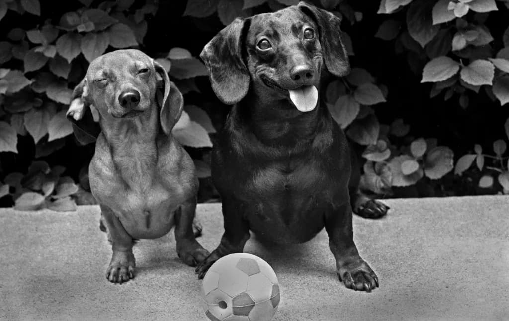 Playful Dachshunds