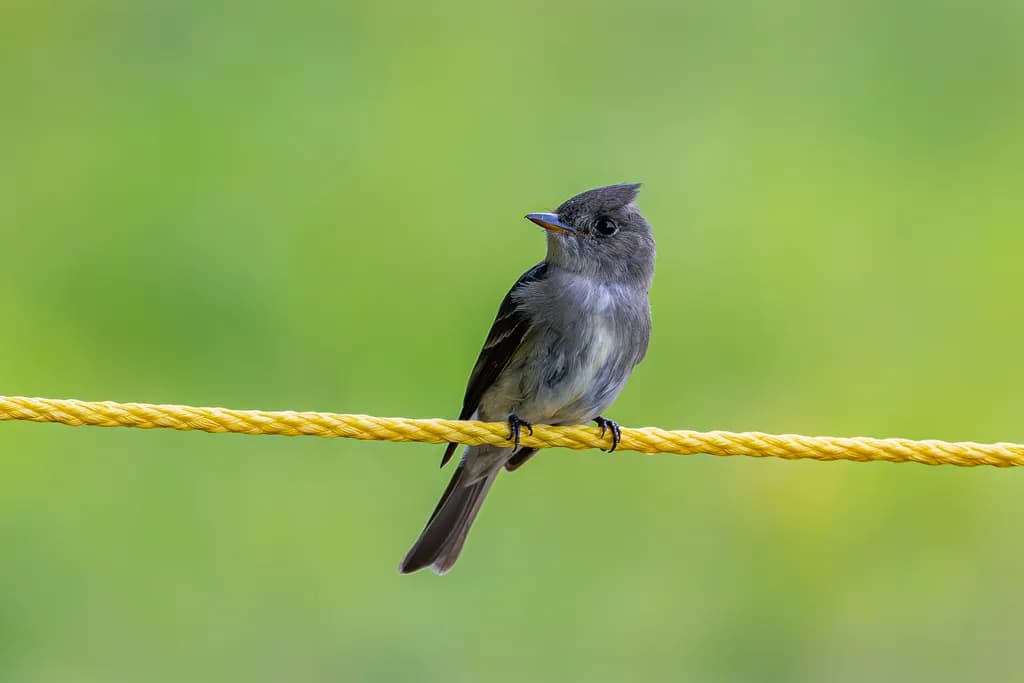 Perched Bird on Yellow Rope