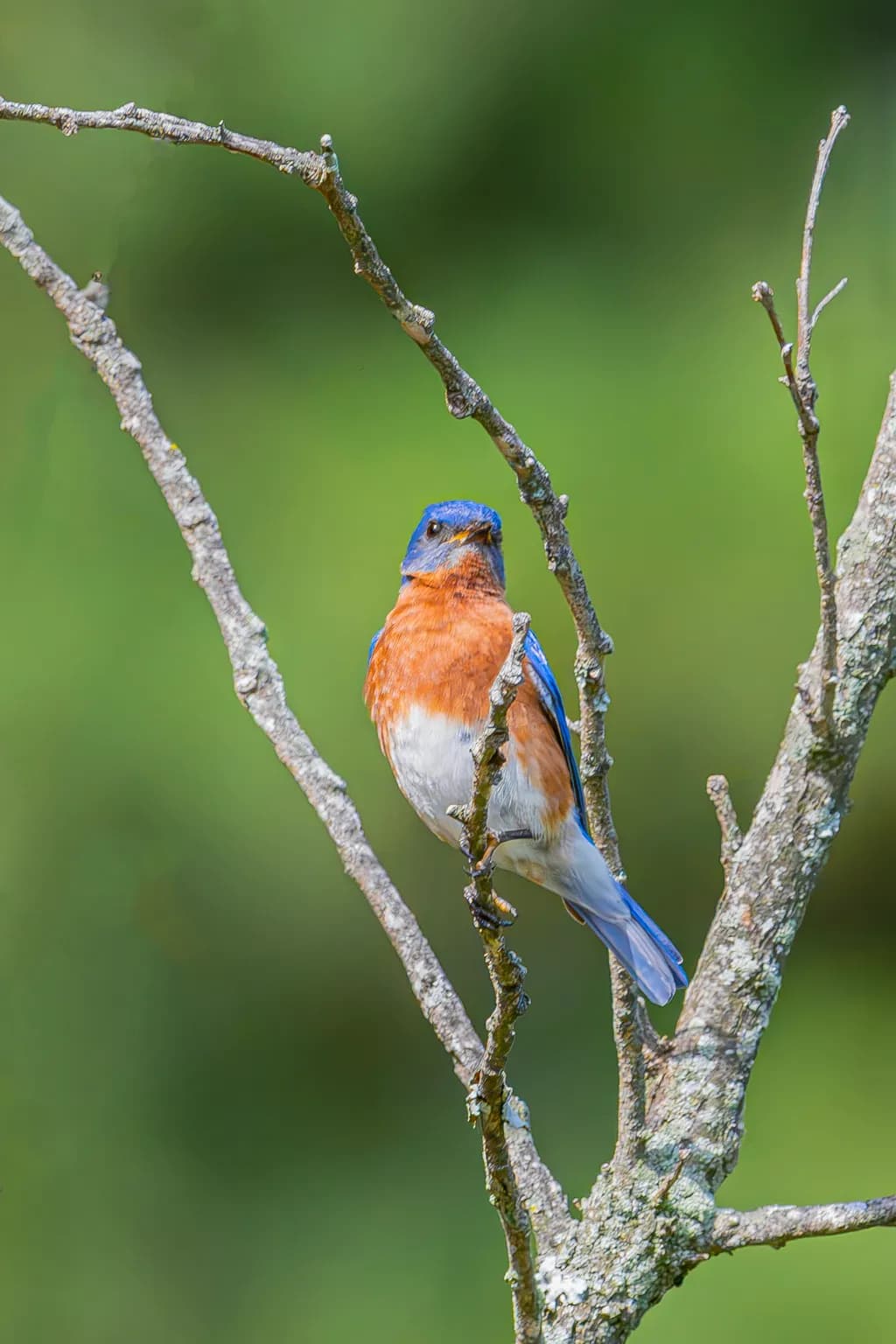 Bluebird on Branch
