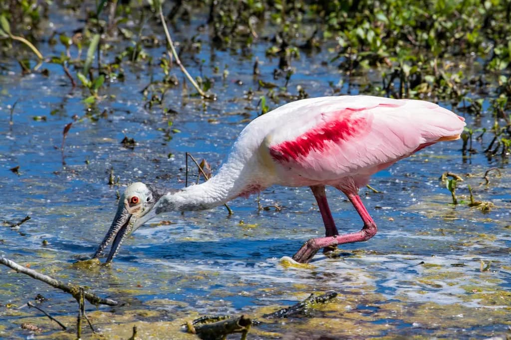Roseate Spoonbill Wetland