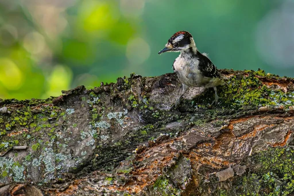 Woodpecker on Mossy Bark
