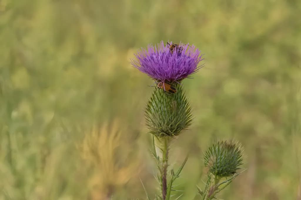 Purple Bloom, Busy Bees