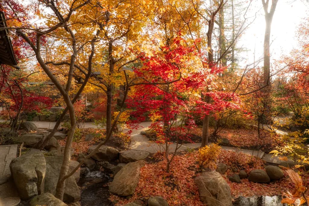 Autumn's Embrace: A Serene Journey Through Vibrant Foliage and Tranquil Streams
