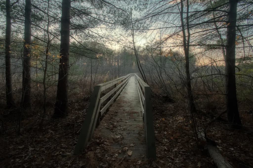 Whispers of the Forest: A Serene Journey Through Nature's Embrace