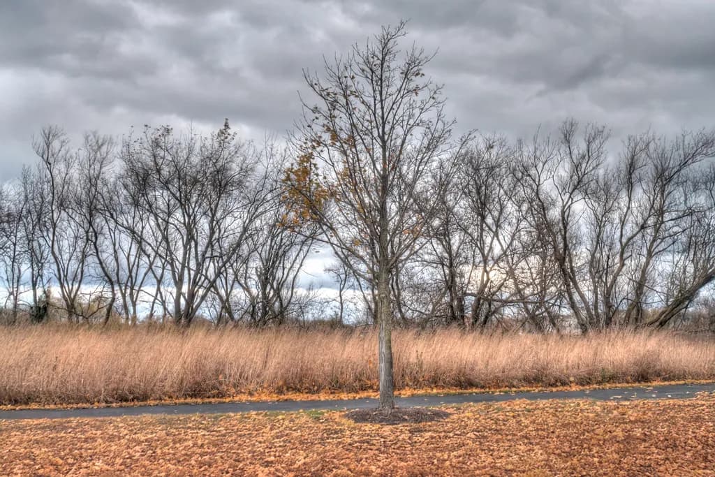 Lonely Sentinel