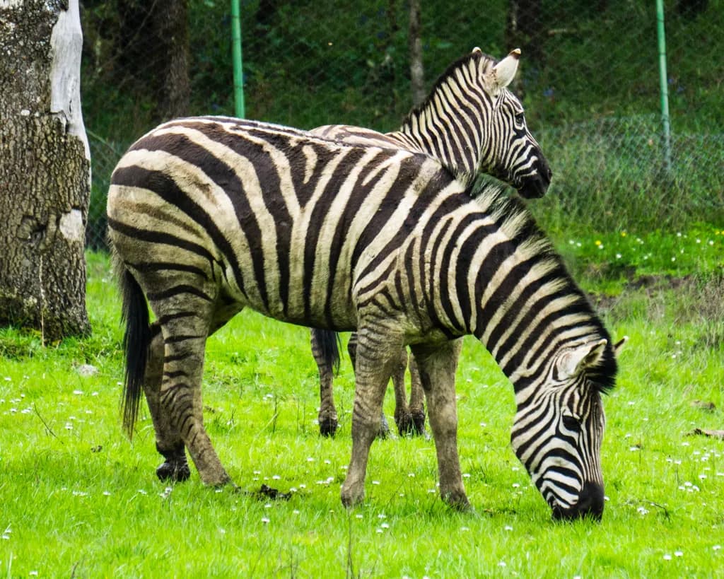 Zebra Grazing