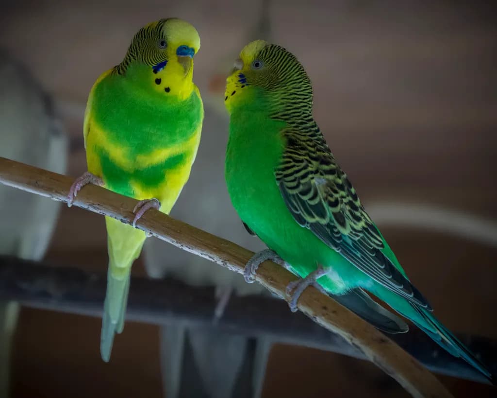Parakeet Love