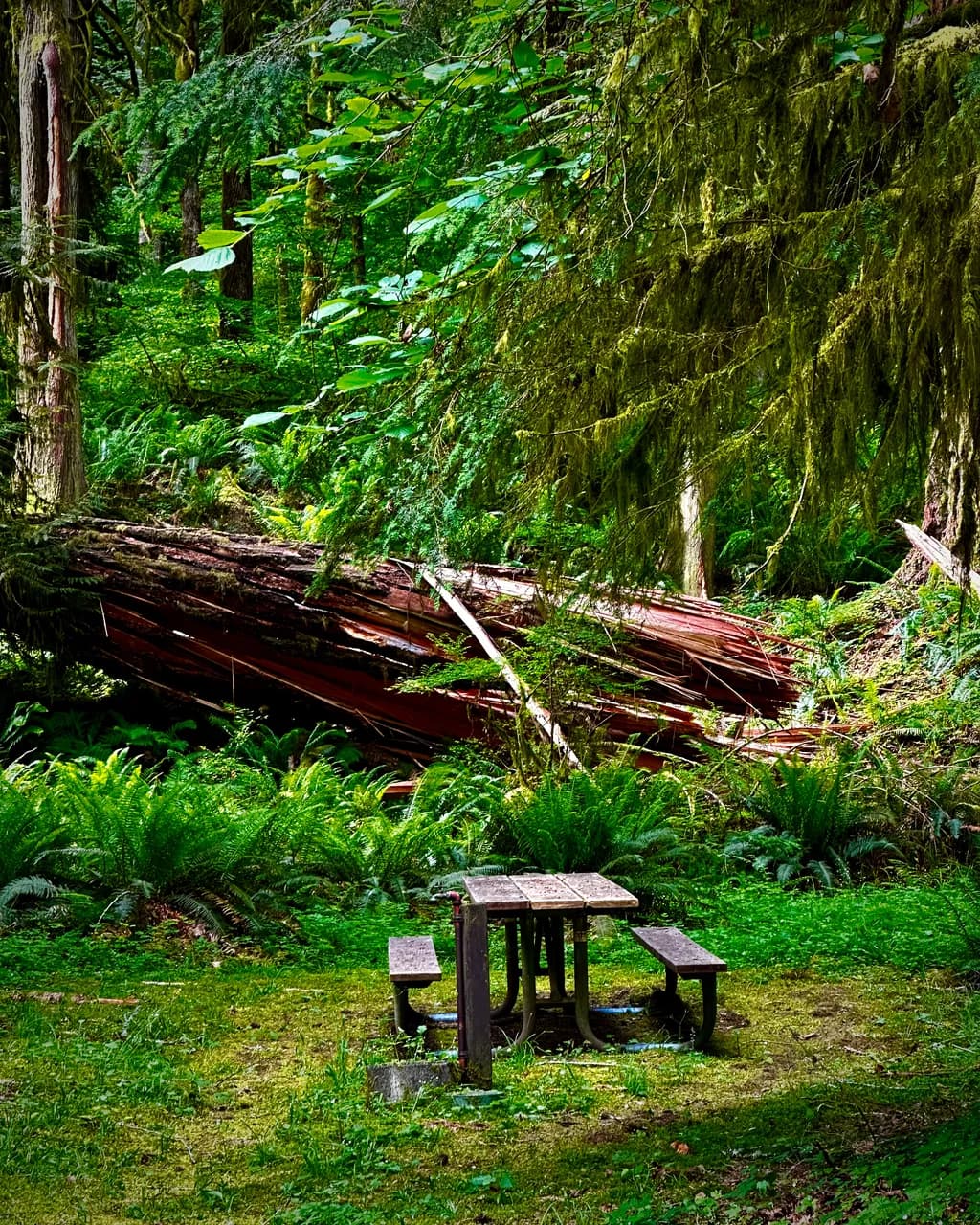 Picnic by Fallen Tree