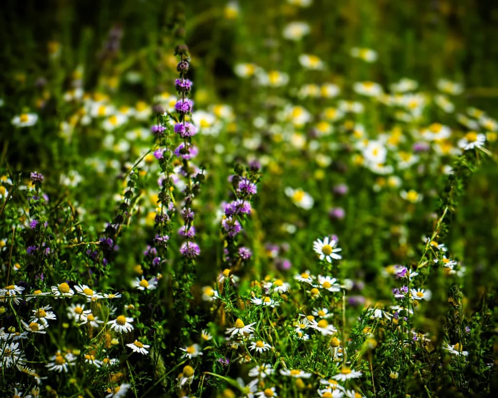 Purple in a Sea of Daisies