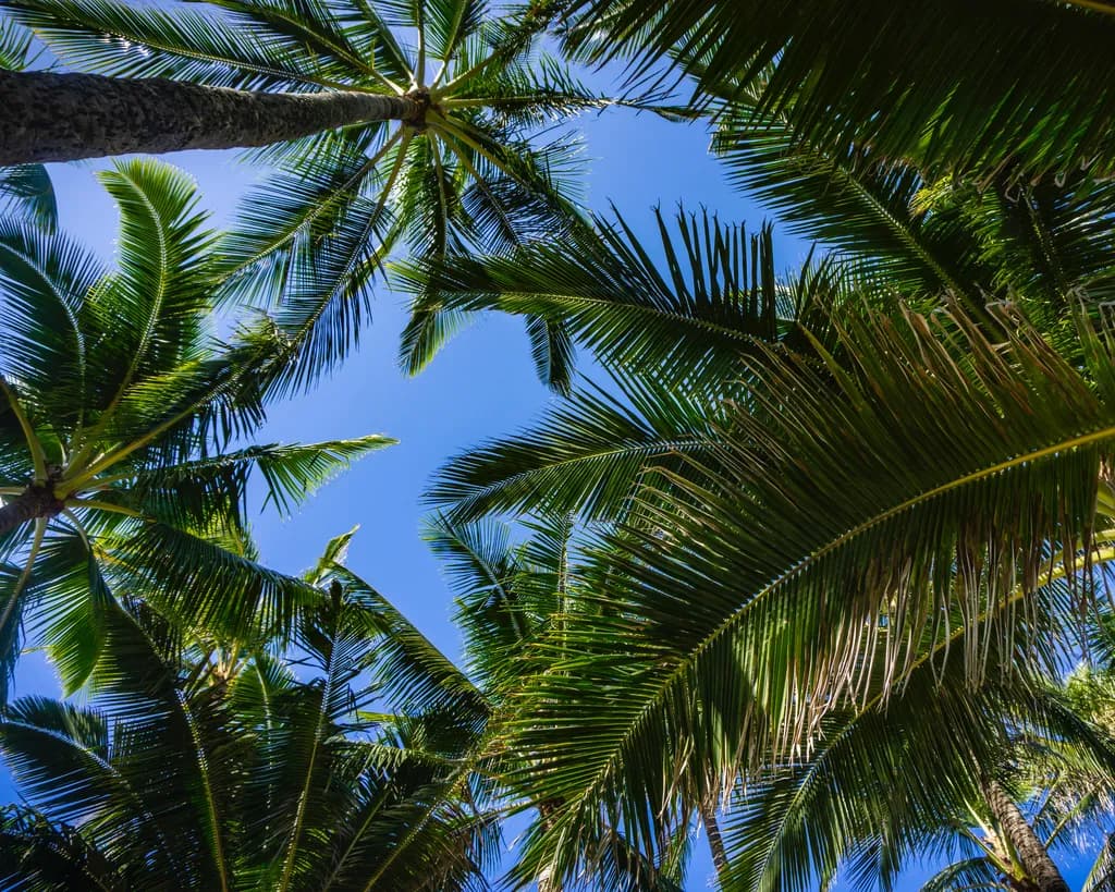 Palm Tree Canopy