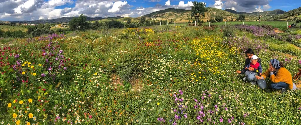 Wildflower Meadow Gathering