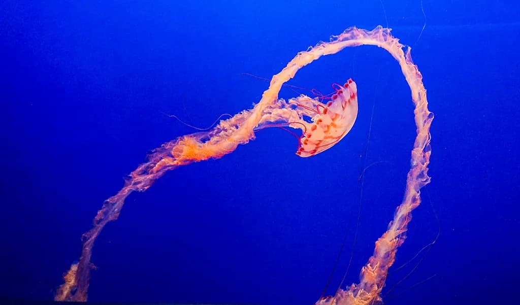 Jellyfish Dance