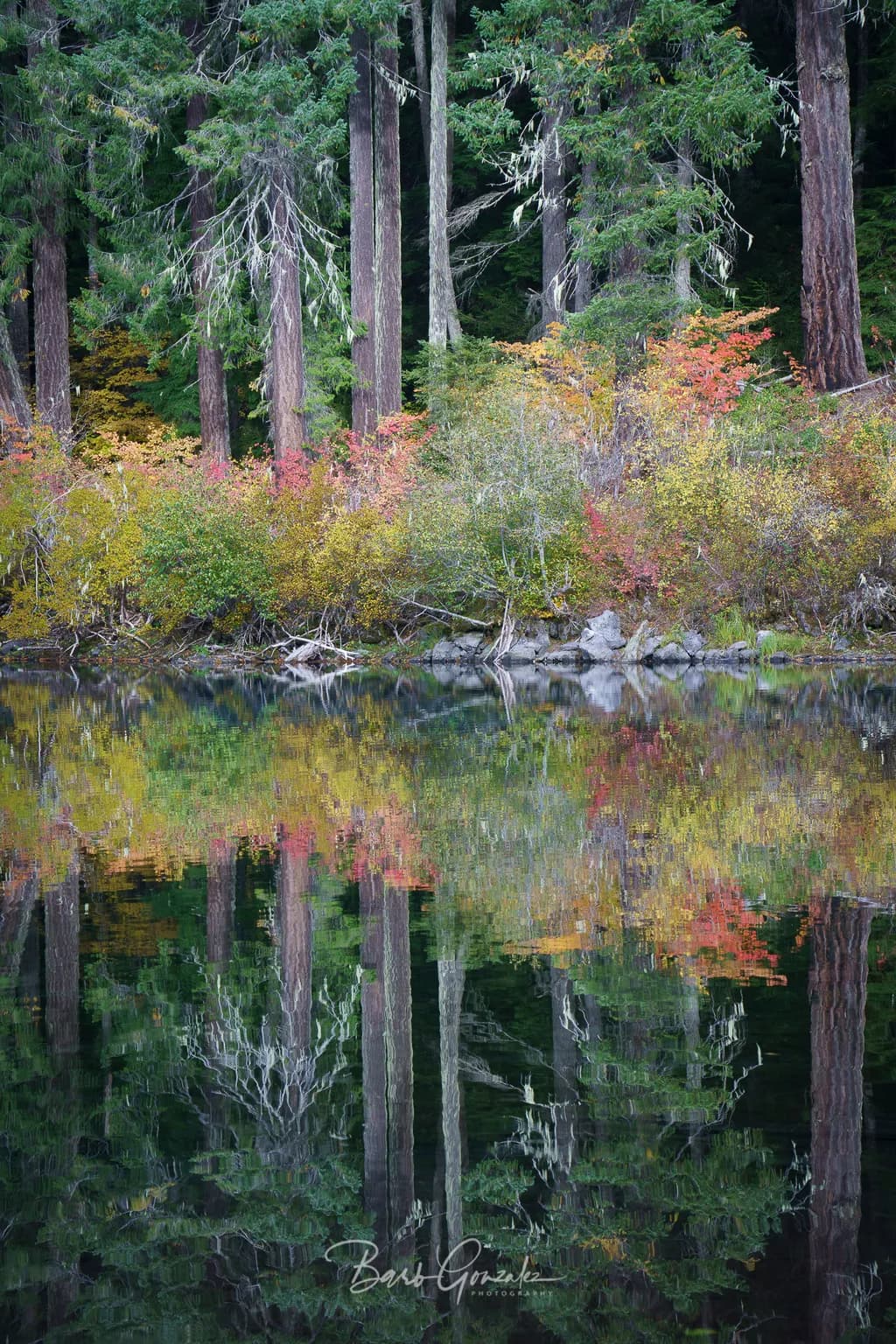 Whispers of Autumn: Reflections in a Tranquil Forest Lake
