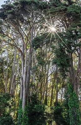 Sunlit Forest