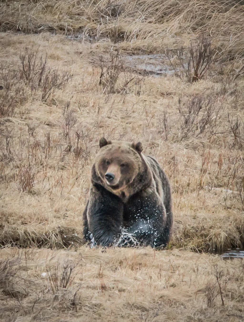 Grizzly Encounter